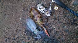 伊根・新井崎周辺　雨の中エギングでアオリイ…