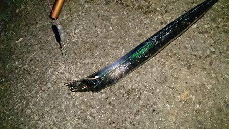 貝塚　ウキ釣りのタチウオ狙いは75cm＆8…