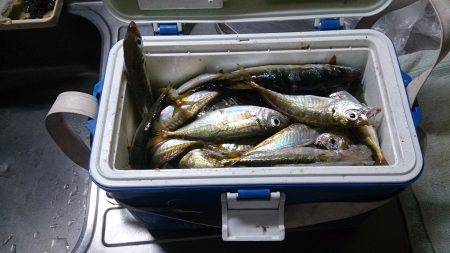 台風接近前に春木ベランダ(埋め立て地)でサ…