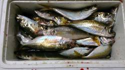 岸和田　朝のサビキ釣りはアジが入れ食い　サイズもアップしています