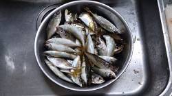 岸和田　朝のサビキ釣りはアジが入れ食い　サ…