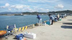 日高港　好調のタチウオ、長い時間アタってく…