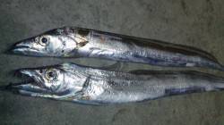 小杭・方杭漁港ナイトシーバス釣行　本命スズ…