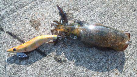 日高港　今年初エギングで久しぶりのアオリイ…