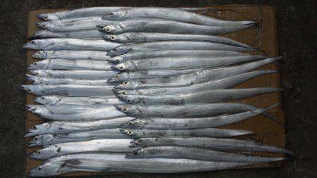 南塩屋　好調なタチウオを今日もワインドで狙…