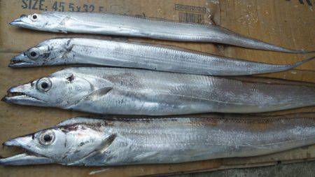 台風の近づく日高港にてワインド　タチウオの…