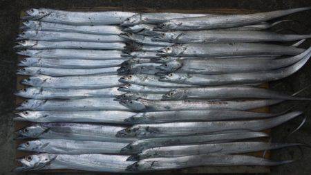 日高港湾にタチウオ狙いで釣行　ワインドで3…