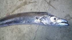 濱ノ瀬漁港　湾内でナイトシーバス　ヒラスズ…