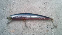 日高川河口にスズキ狙いで釣行　腹パンパンの…