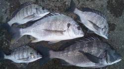 日高川河口昼からの上げ潮狙い　フカセ釣りで…