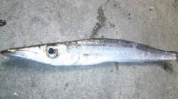 スズキ狙いで濱ノ瀬に釣行　タチウオとカマス…