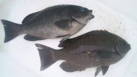 潮吹岩　台風後に地磯にグレ狙いで釣行　30…