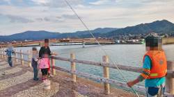 高浜で子連れのサビキ釣果　アジ200匹のほ…