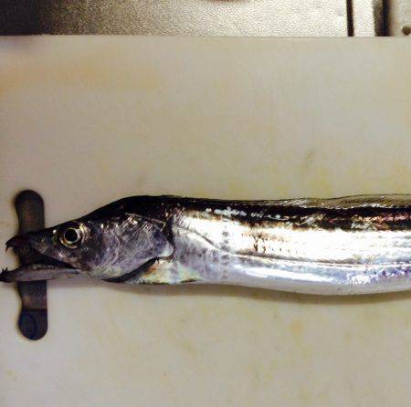 岸和田　ワインドにてタチウオ　中層あたりで…