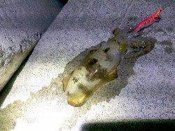 強風の中なんとか一杯　小浜でのエギング