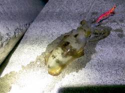 強風の中なんとか一杯　小浜でのエギング