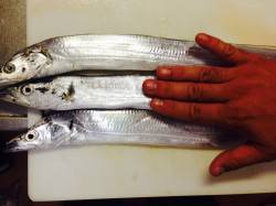 岸和田周辺のタチウオ釣果　秋刀魚orキビナ…