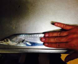 岸和田で短時間タチウオ釣行　1投目、タナ1…