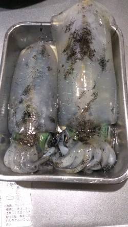 須磨でエギング　風裏のシャローでアオリイカ…