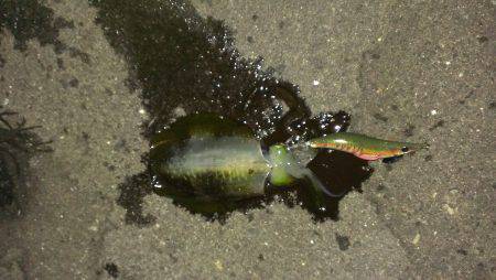 丹生　台風前に風裏探してエギングでアオリイ…