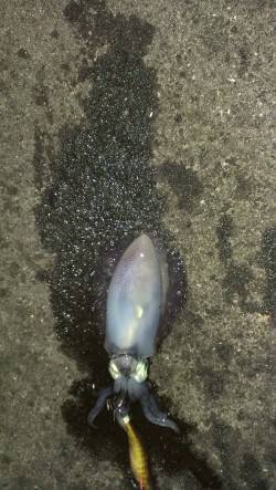 丹生　前日から朝4時までのエギングもアオリ…