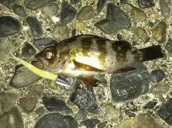 気比の松原　エギングは反応なし、アジングに…