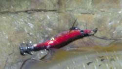 城ヶ崎　エギングでアオリイカ、潮が緩んだ時…