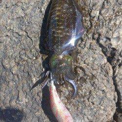 城ヶ崎　エギングでアオリイカ、すべてサイトでのヒットでした