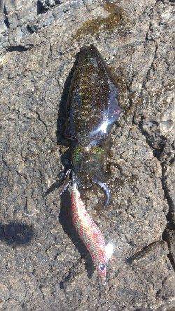 城ヶ崎　エギングでアオリイカ、すべてサイトでのヒットでした