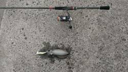 谷川漁港　エギングで朝マズメ狙い、トンカツ…