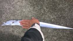 貝塚　朝マヅメのタチウオワインド、明るくな…