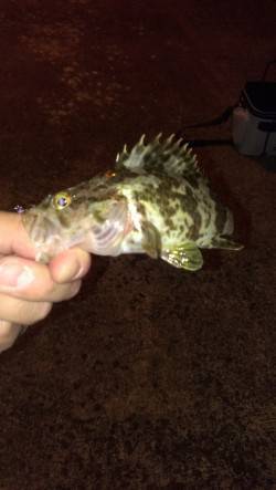 田尻漁港　小雨のアジング釣行でアジ＆タケノ…