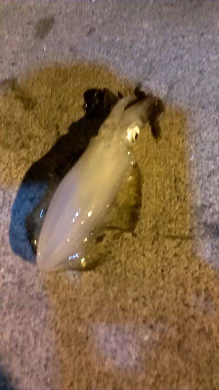 東二見　23時からのエギング釣行でアオリイ…