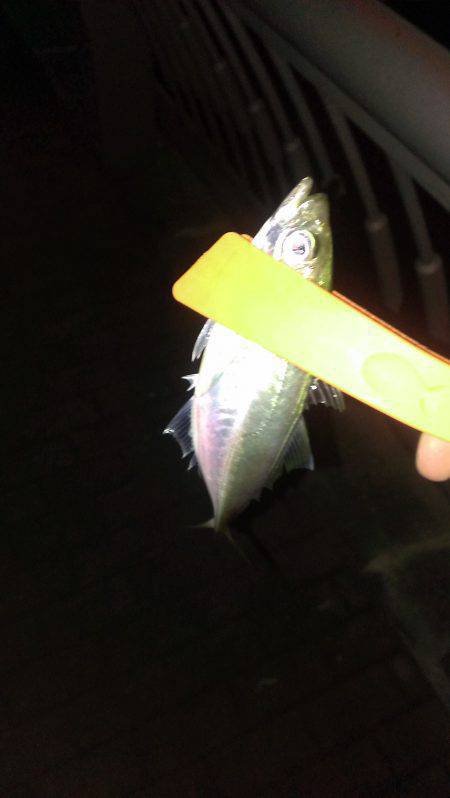 神戸港常夜灯アジング　中層から底を狙うとア…