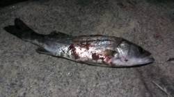 中川、揖保川周辺　ルアーでシーバス、良い引…