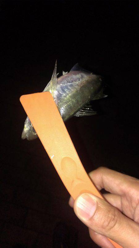 神戸港4,5,6,8防　常夜灯周りでアジン…