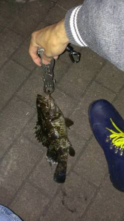 風のためキャロでアジング　アジのほか良い型…