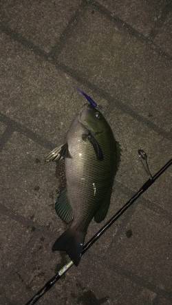 神戸港アジングシーズン本格化　ボトムを丁寧…