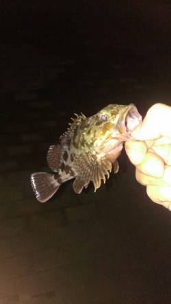 ポーアイ周辺アジング　思いのほかアジ連発(…