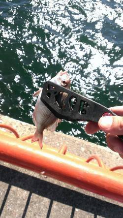 家族で平磯海釣り公園へ　小学1年生初めての…