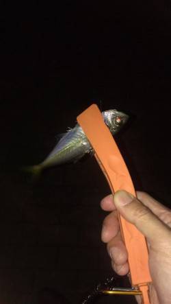 神戸港アジング　ランガンしてなんとか拾い釣…