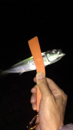 神戸港アジング　雨と雷のため短時間だけの釣…