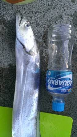 貝塚で太刀魚狙い　93cmの立派な型です