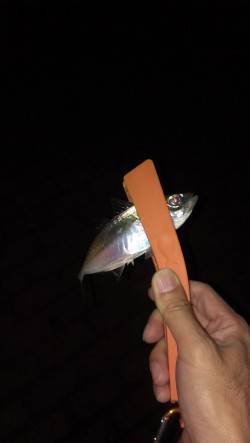 神戸港アジング　ちょっと活性低めでしたが居…