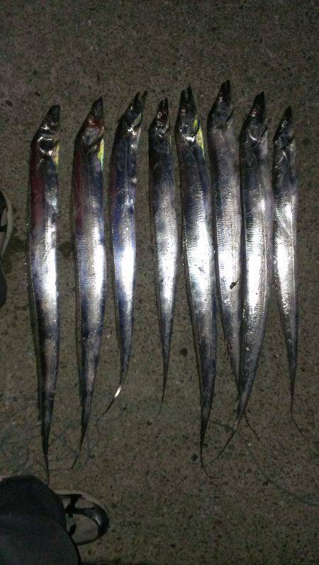 南甲子園浜　サビキで良型アジ&ウキ…