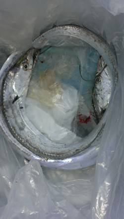 南甲子園浜　ガシラとタチウオの釣果　型は小…