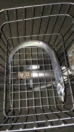 尼崎のびのび公園裏　マアジはまだの様でした…