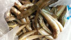 武庫川河口ミャク釣りでハゼ50匹ほど　投げ…