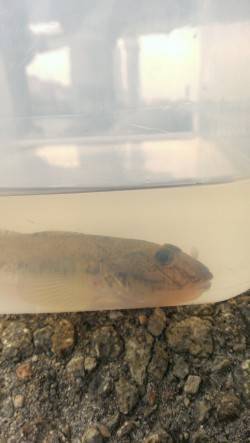 淀川ハゼ調査　アタリは数回・・・渋さにビッ…