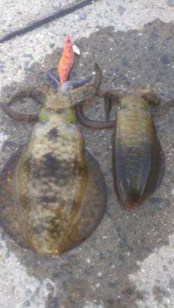 雑賀崎　久しぶりのエギング、台風前よりサイ…